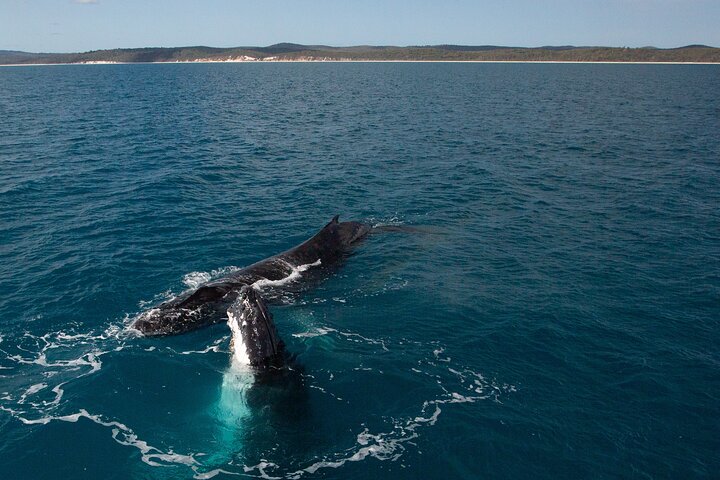 Hervey Bay Ultimate Whale Watching Cruise