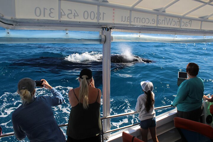 Hervey Bay Ultimate Whale Watching Cruise