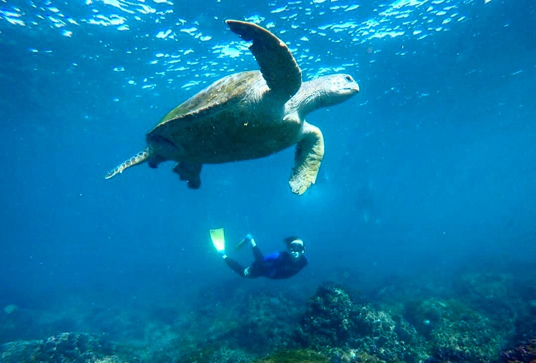 SNORKEL WITH THE TURTLES! ( Private Boat )