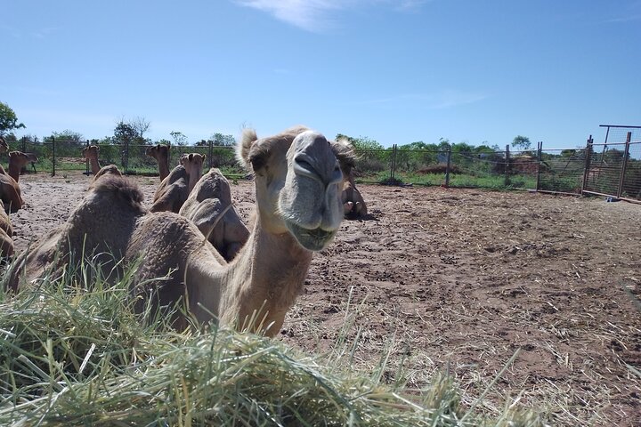 Riding Camels at Cable Beach