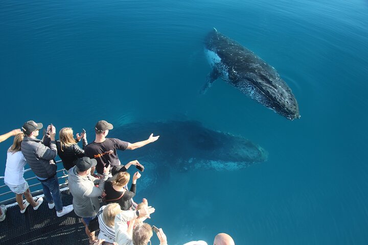 Hervey Bay Whale Watching Cruise