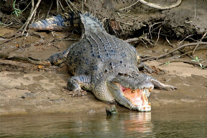 Aboriginal Fishing & Beach Day Tour+ Daintree Crocodile Cruise