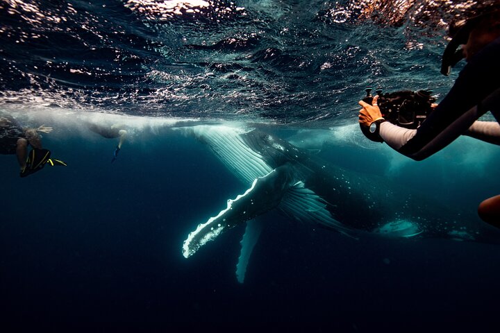 Swim with whales NSW