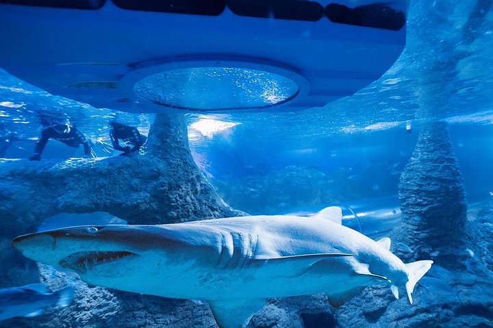 Glass Bottom Boat & Entry at AQWA