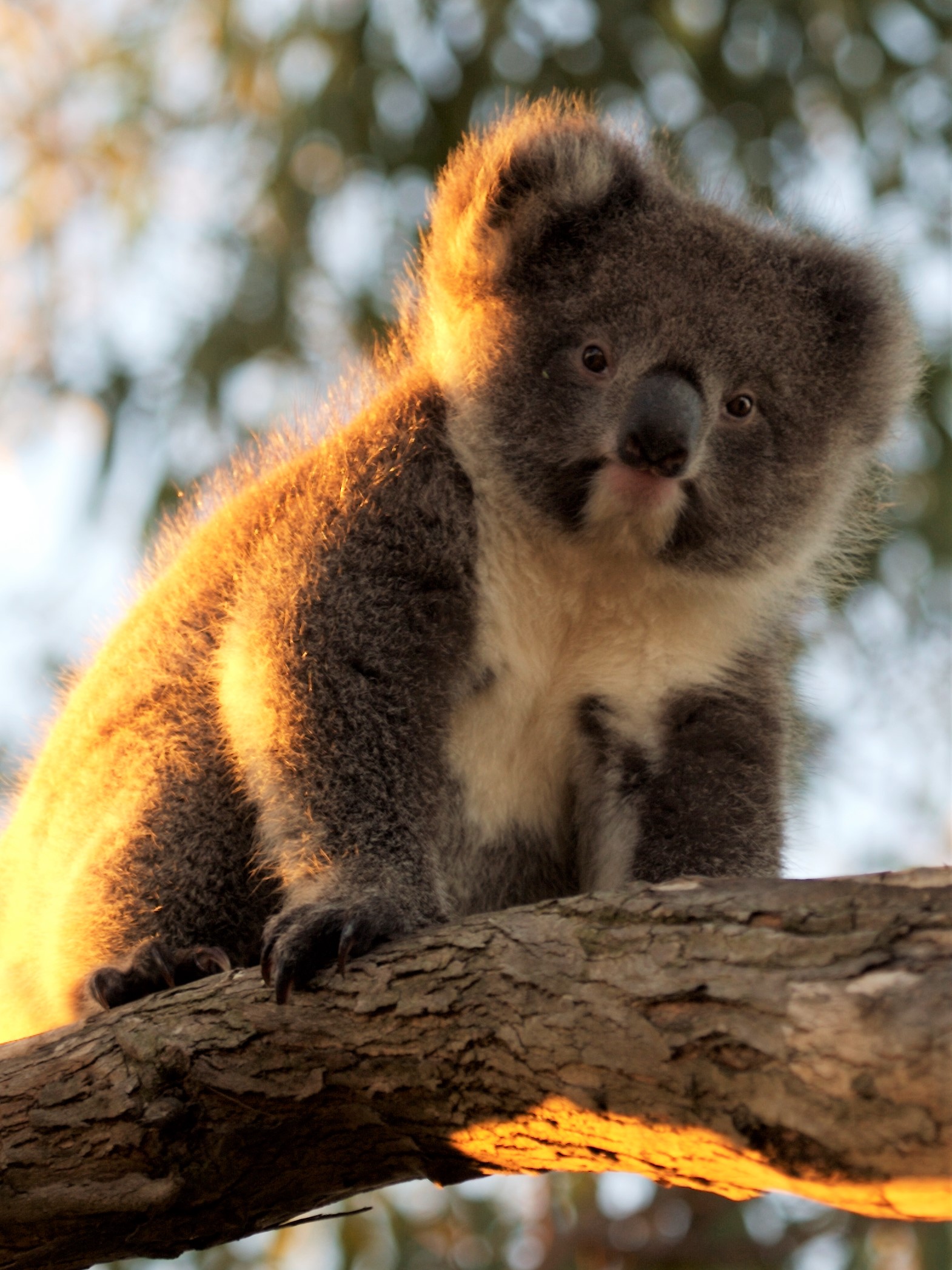 After Hours Koala Walking Tour