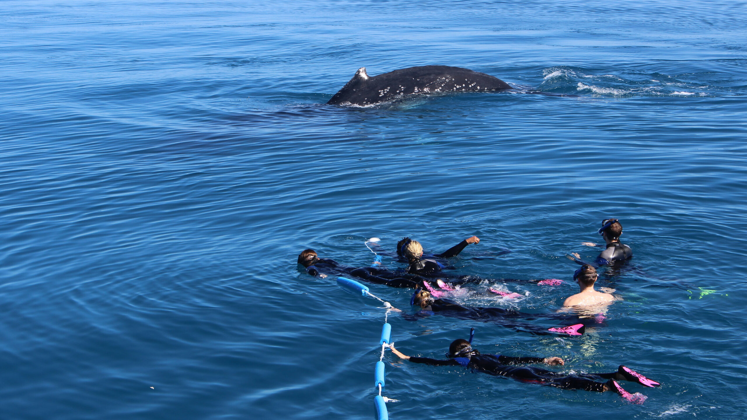 Whale Swim & Watch