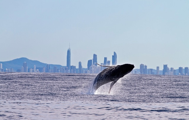 Whale Watching! (Private Boat)