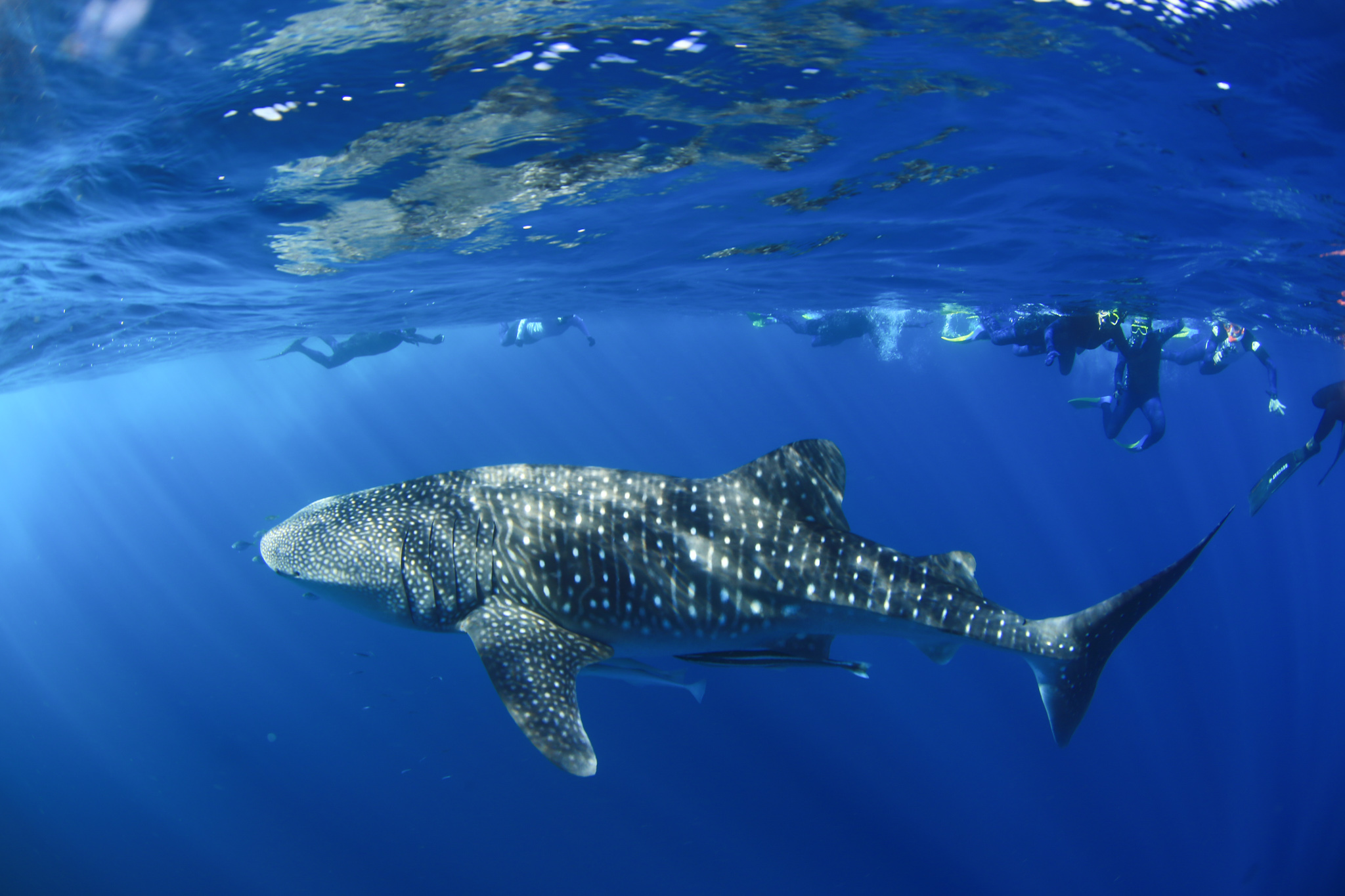 Snorkel and swim with Whale Sharks - the largest fish in the world! Or sit back and enjoy the view with a glass of Champaign from our 2 story vessel.