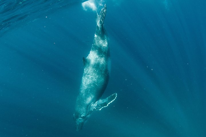 Swim with Humpback Whales - Ningaloo Reef - 3 Islands Whale Shark Dive