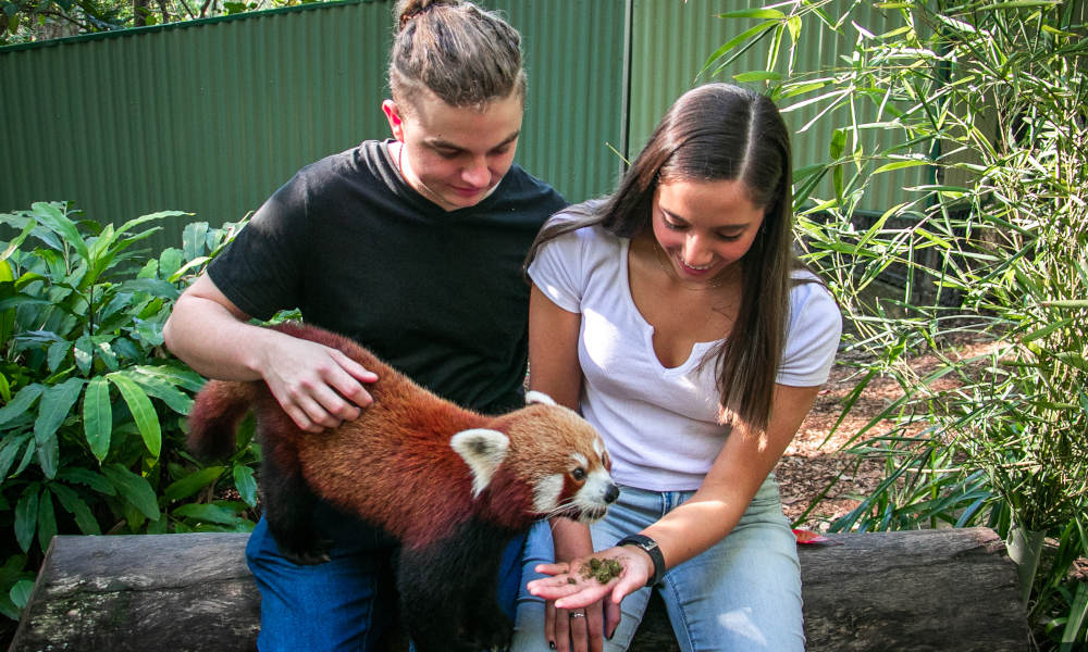 Currumbin Wildlife Sanctuary Family Meal Deal