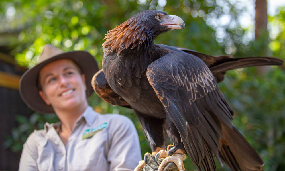 Currumbin Wildlife Sanctuary Family Meal Deal