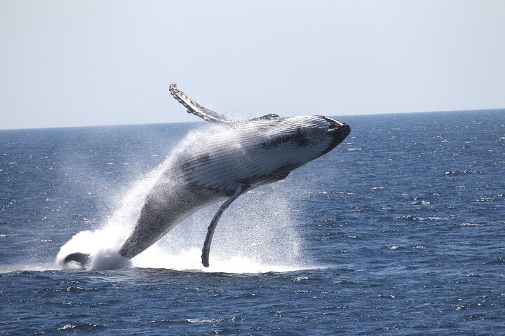 Whale Watching Cruise Fremantle