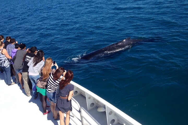 Whale Watching Cruise Fremantle