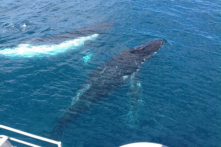 Whale Watching Cruise Fremantle