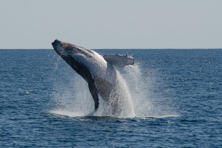 Swim with Humpback Whales - Ningaloo Reef - 3 Islands Whale Shark Dive