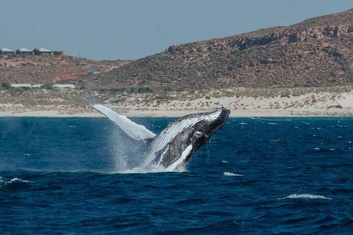 Swim with Humpback Whales - Ningaloo Reef - 3 Islands Whale Shark Dive