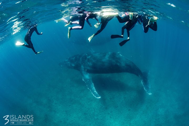 Swim with Humpback Whales - Ningaloo Reef - 3 Islands Whale Shark Dive