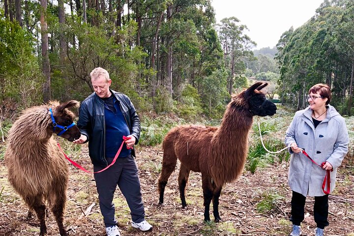 Private 1-Hour Llama Experience in Tasmania