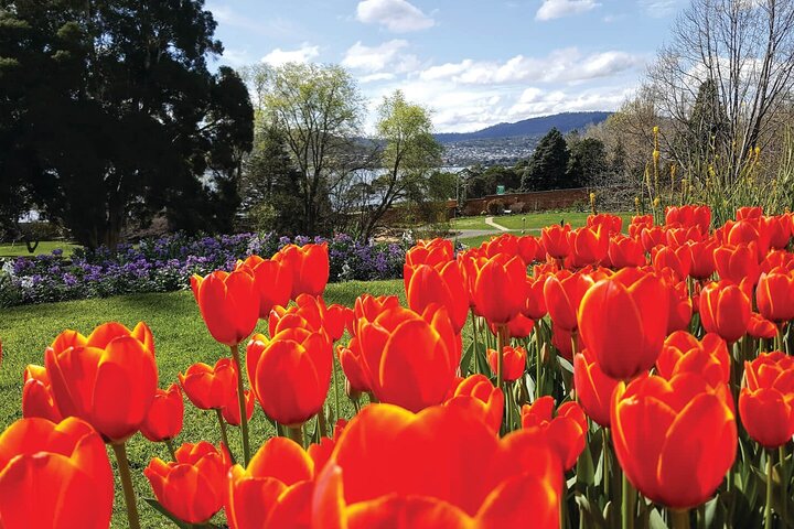 Hobart City Sightseeing Tour including MONA Admission