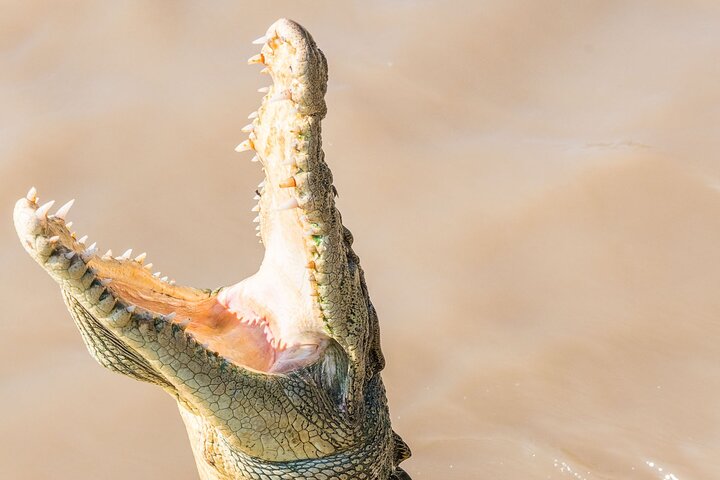 Adelaide Rivers Wetlands Cruise with Crocodile Experience from Darwin