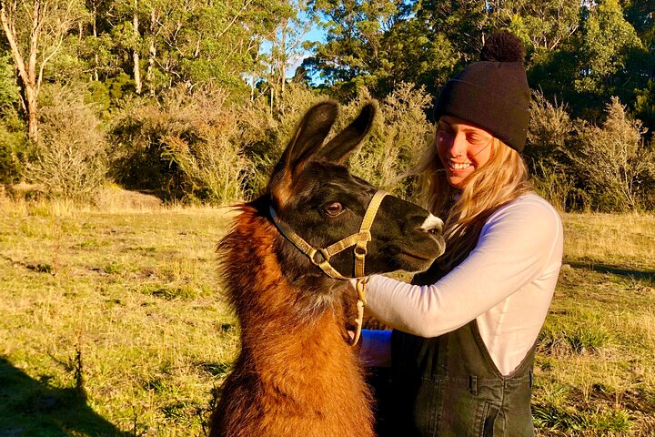 Private 1-Hour Llama Experience in Tasmania