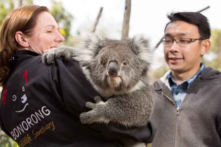 Bonorong Wildlife Park and Richmond Afternoon Tour from Hobart