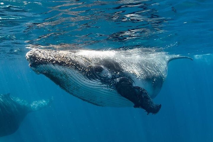 Swim with Humpback Whales - Ningaloo Reef - 3 Islands Whale Shark Dive