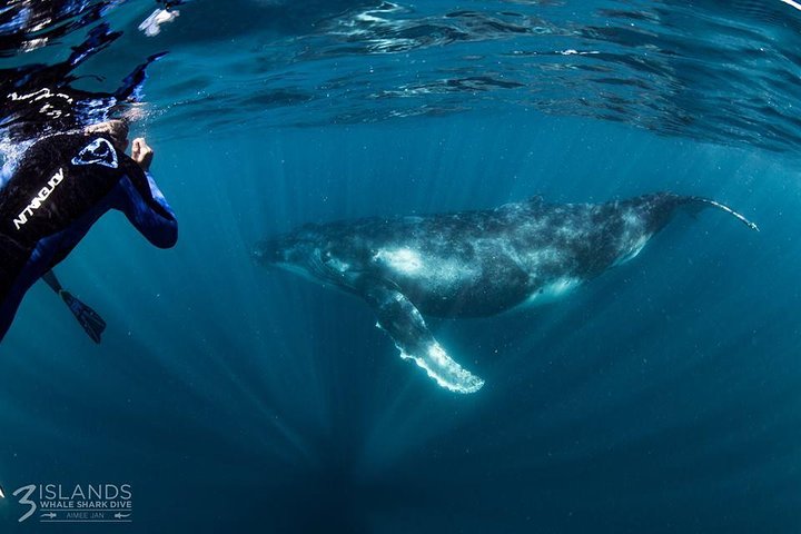 Swim with Humpback Whales - Ningaloo Reef - 3 Islands Whale Shark Dive