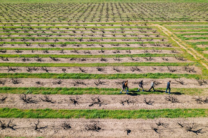 Yalumba Nursery & Grenache Discovery Tour + Platter Lunch