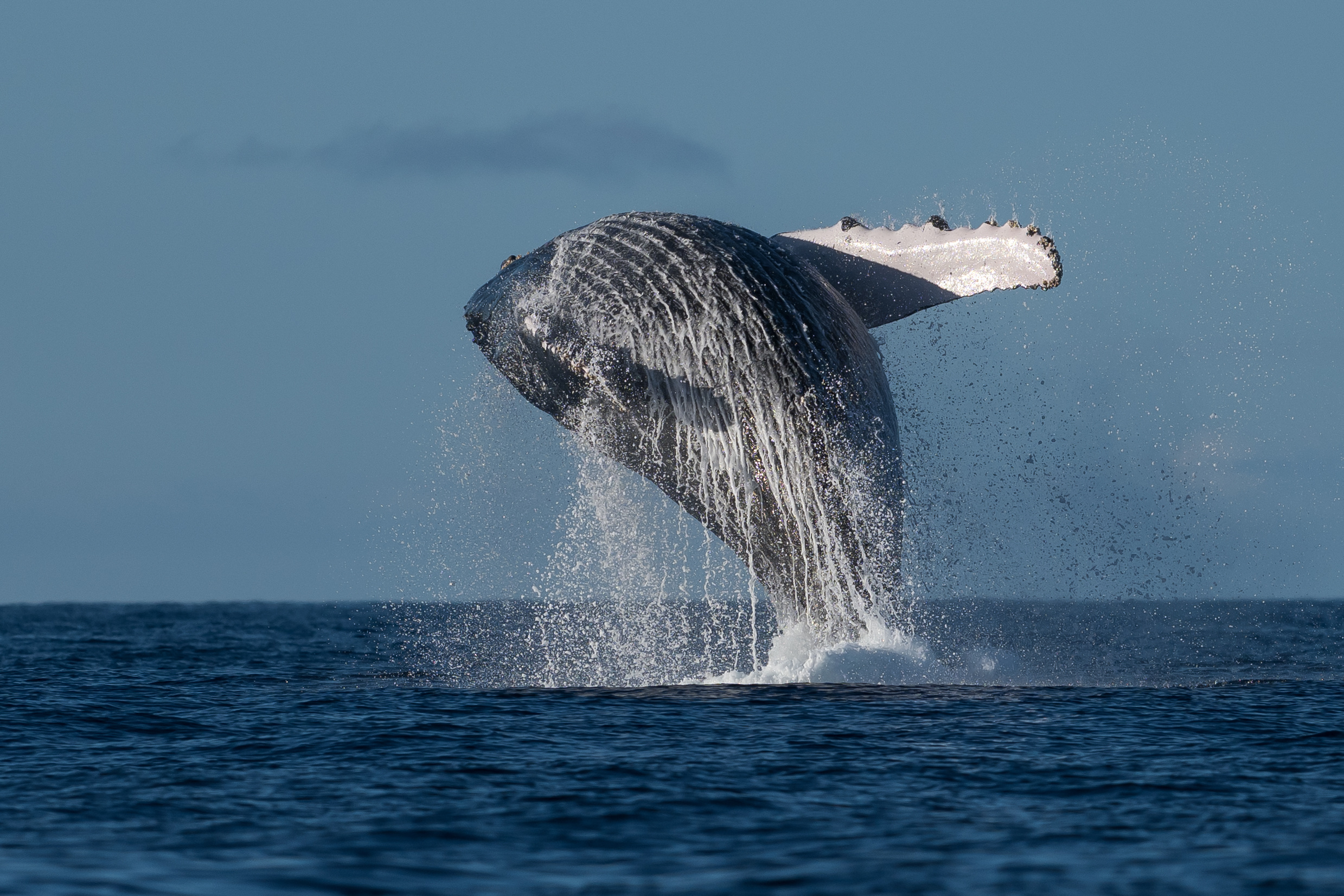 Coastal Express 2HR Mooloolaba Whale Watching Experience