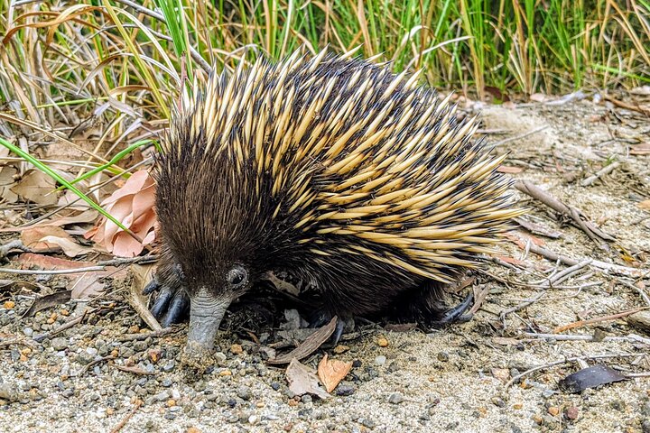 All-inclusive Walking with Wombats Tour