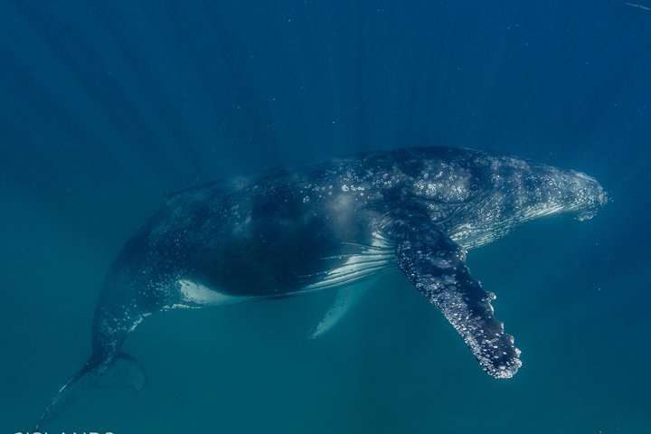 Swim with Humpback Whales - Ningaloo Reef - 3 Islands Whale Shark Dive