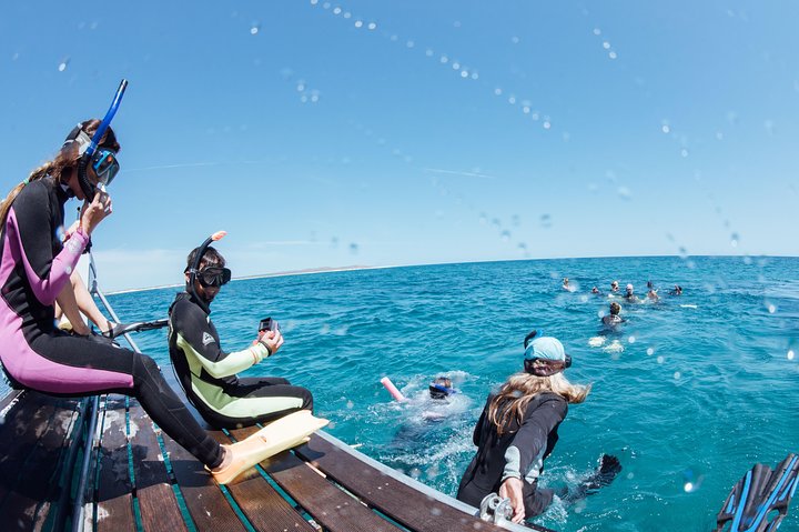 Swim with Humpback Whales - Ningaloo Reef - 3 Islands Whale Shark Dive