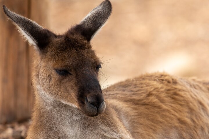 Blue Mountains Group-Tour Hike/Zoo from Sydney