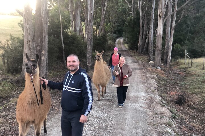 Private 1-Hour Llama Experience in Tasmania