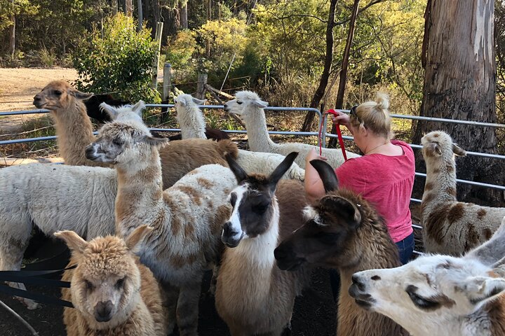 Private 1-Hour Llama Experience in Tasmania