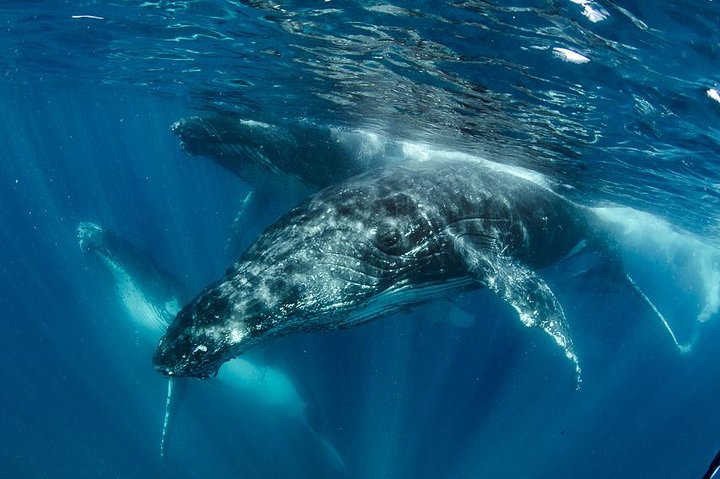 Swim with Humpback Whales - Ningaloo Reef - 3 Islands Whale Shark Dive