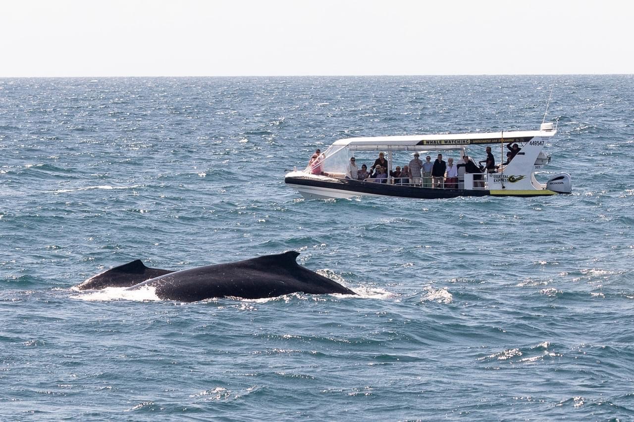 Coastal Express 2HR Mooloolaba Whale Watching Experience (June - Oct)