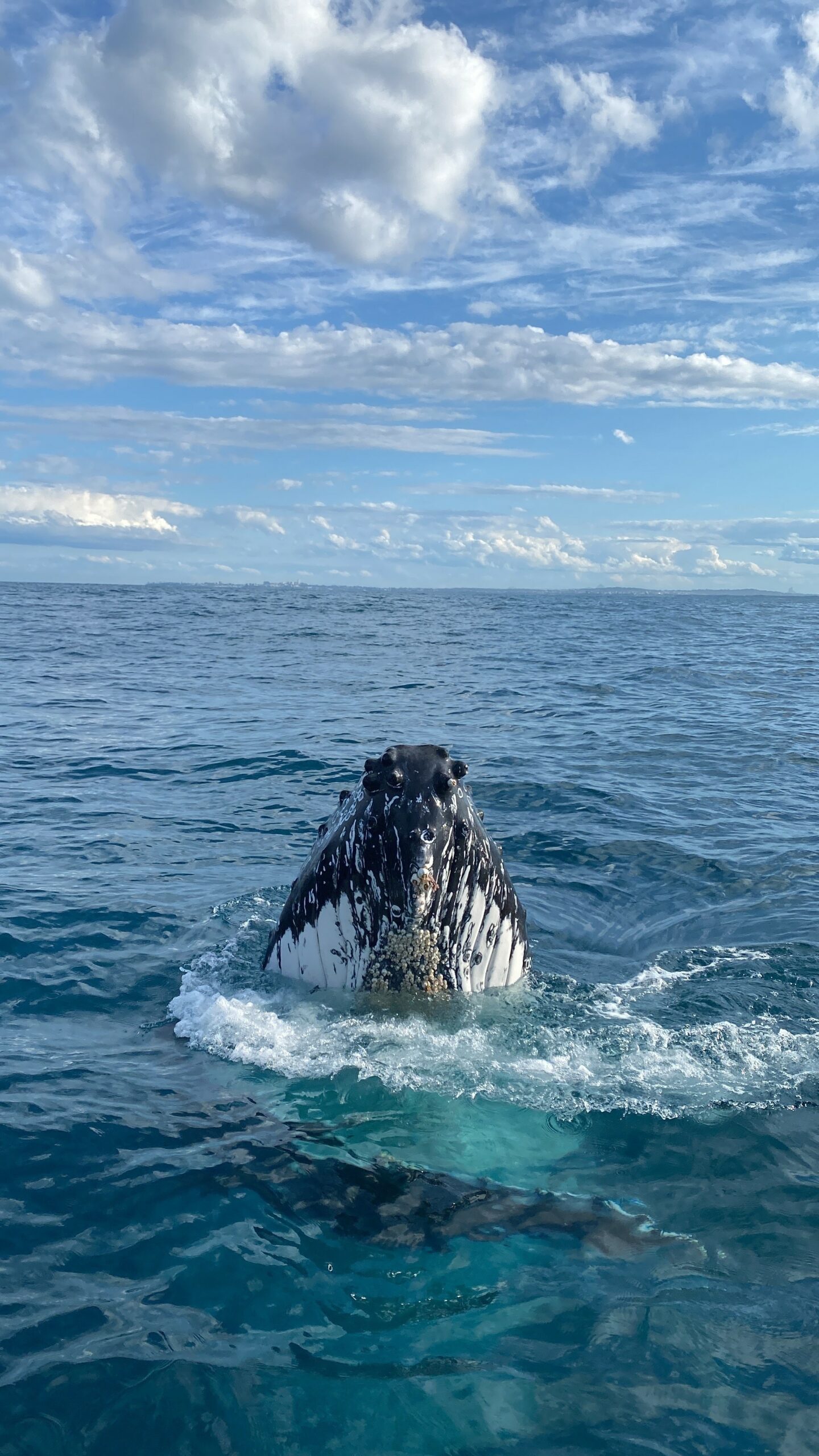 2HR Mooloolaba Whale Watching Experience (June - Oct)