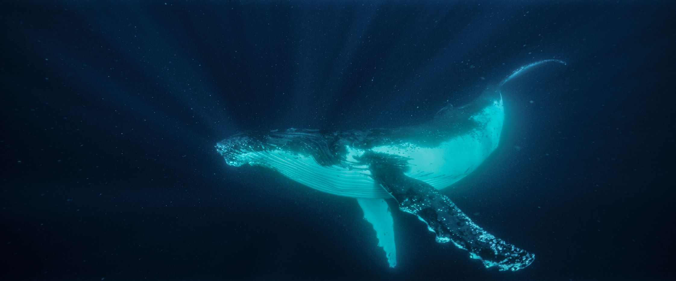 Swim With Whales, Gold Coast - 3 Hour Cruise
