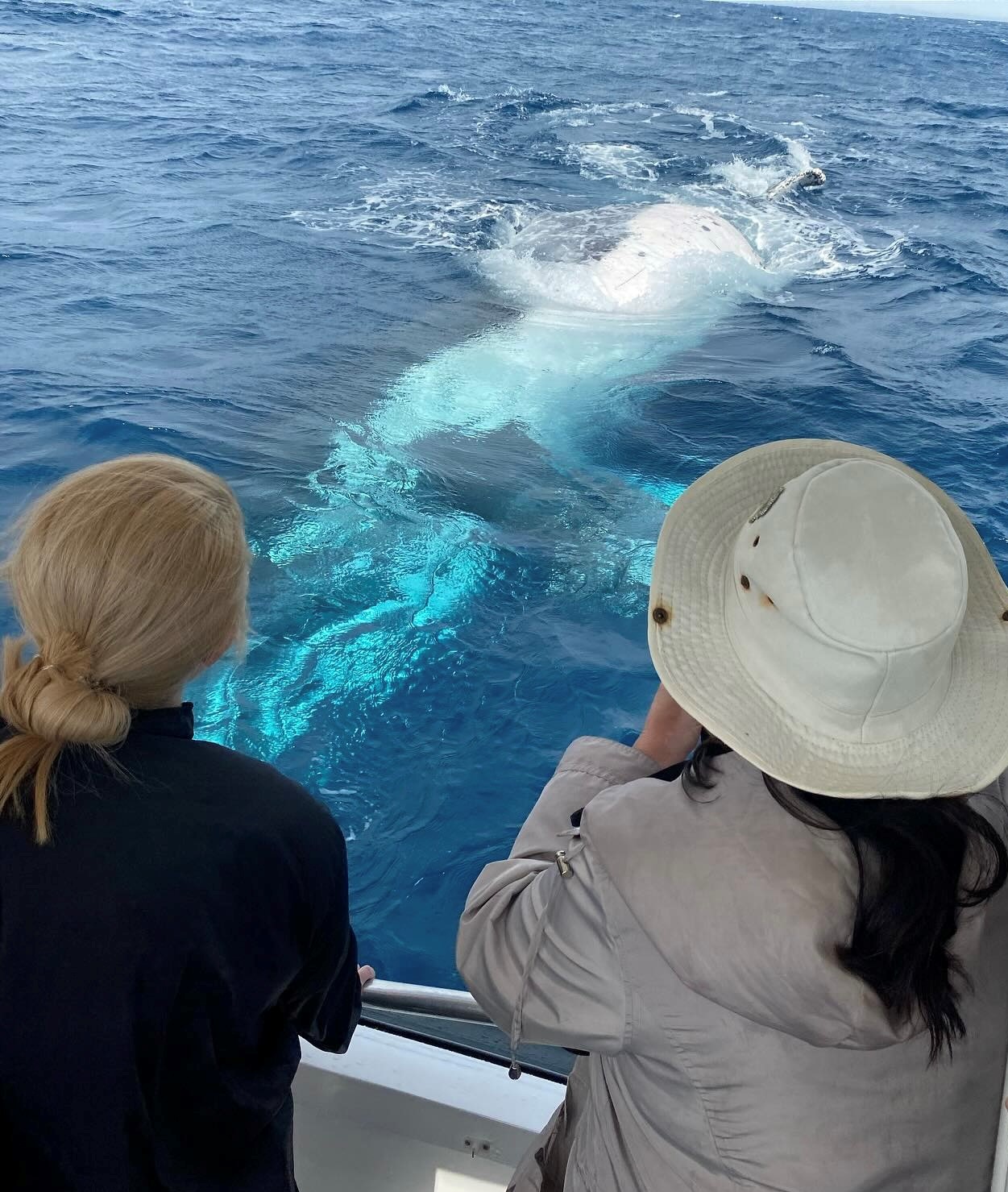 2HR Mooloolaba Whale Watching Experience (June - Oct)