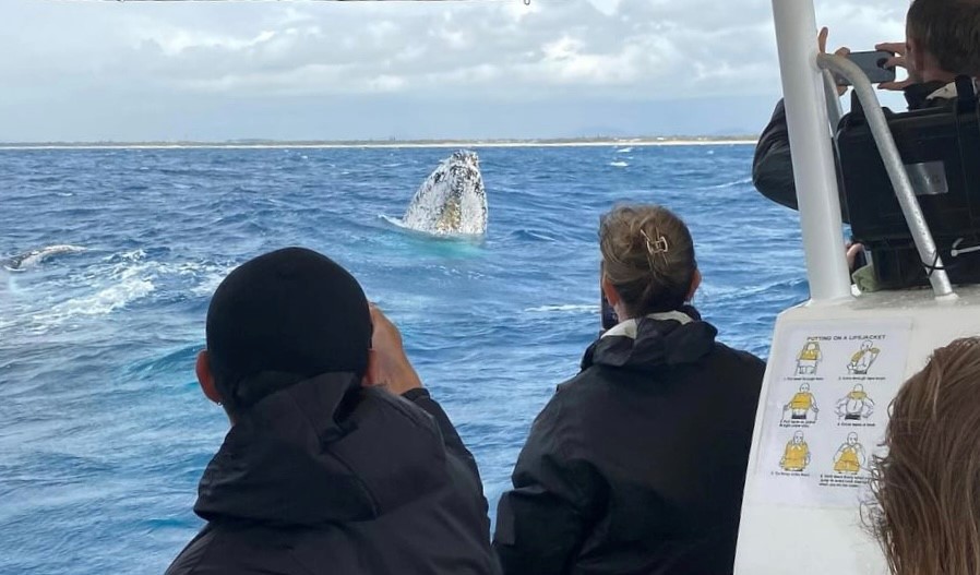 2HR Mooloolaba Whale Watching Experience (June - Oct)