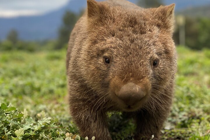 All-inclusive Walking with Wombats Tour