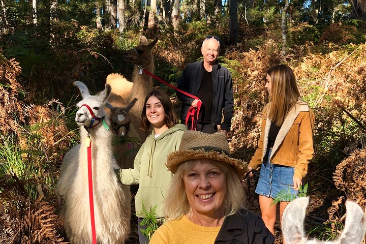 Private 1-Hour Llama Experience in Tasmania