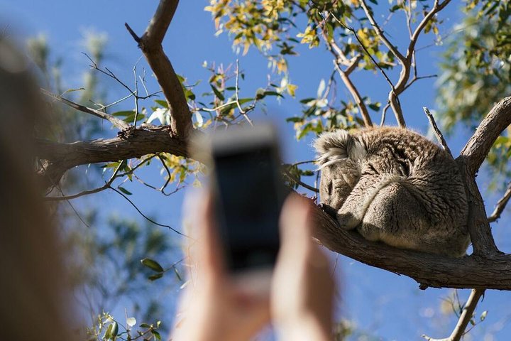 Exceptional Port Lincoln, Seafood and Wildlife Tour