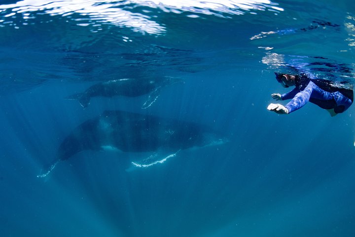 Swim with Humpback Whales - Ningaloo Reef - 3 Islands Whale Shark Dive