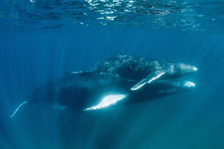 Swim with Humpback Whales - Ningaloo Reef - 3 Islands Whale Shark Dive