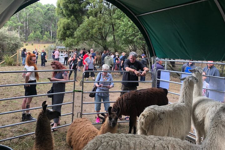 Private 1-Hour Llama Experience in Tasmania