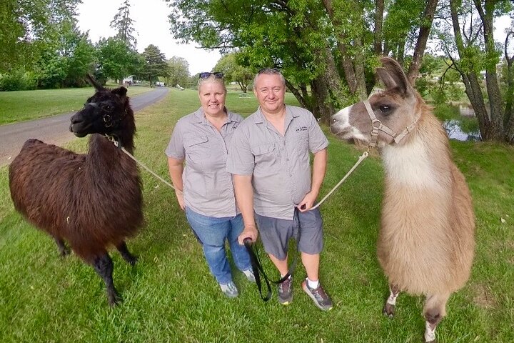 Private 1-Hour Llama Experience in Tasmania