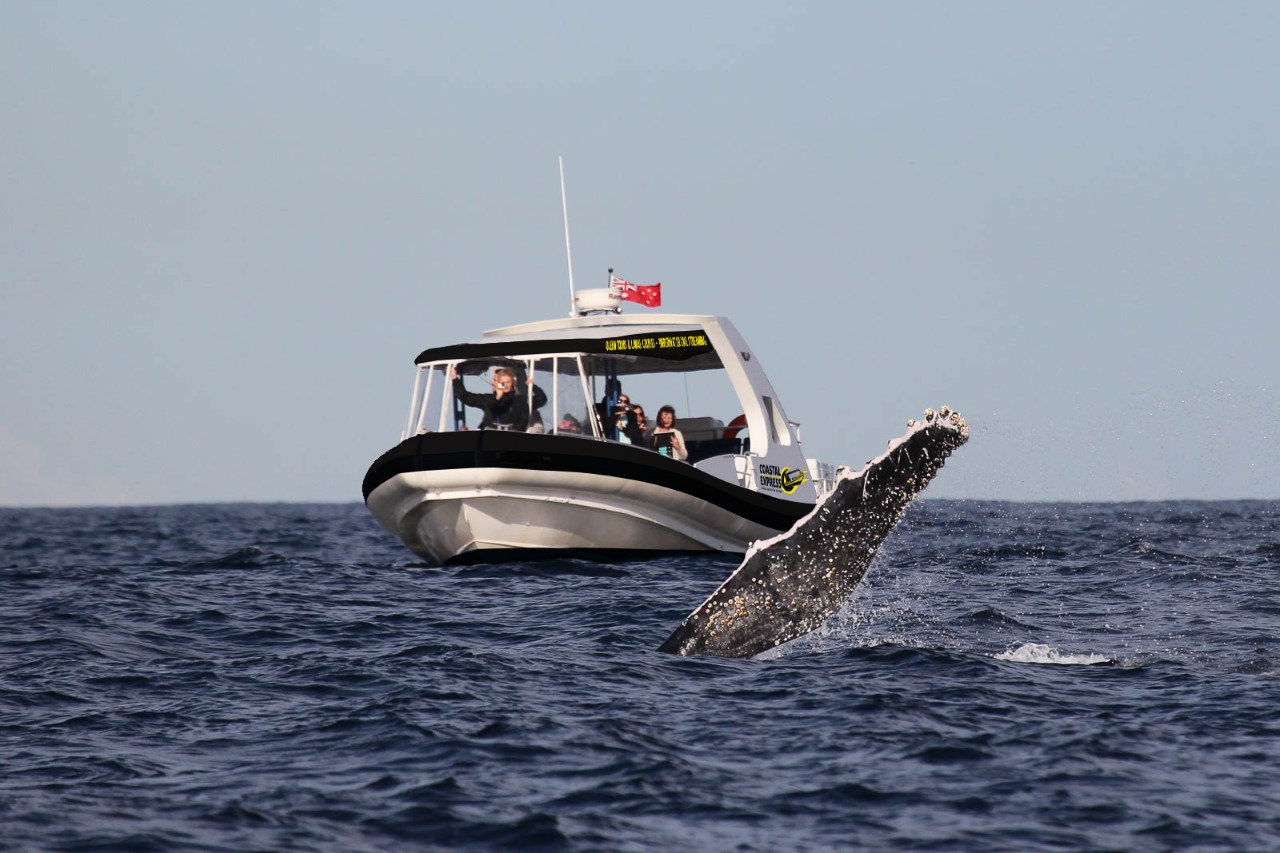 Coastal Express 2HR Mooloolaba Whale Watching Experience